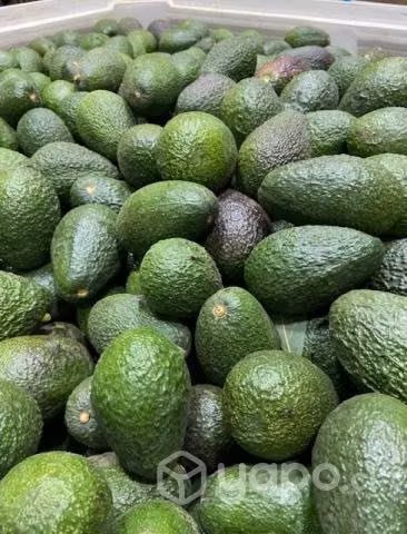 Palta Hass Chilena