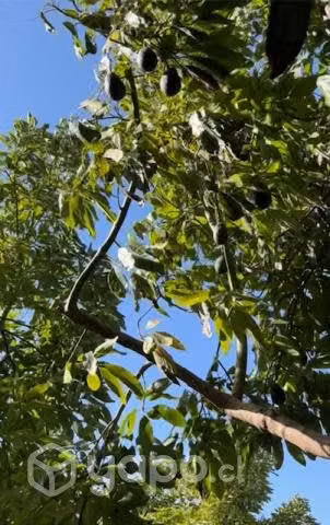 Palta Hass Chilena