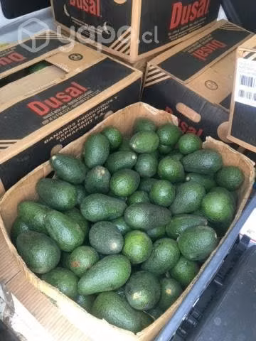 Palta Hass Chilena