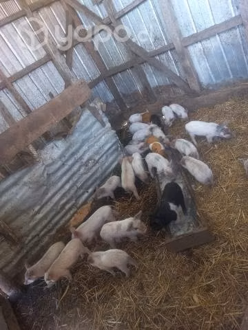 Cerditos