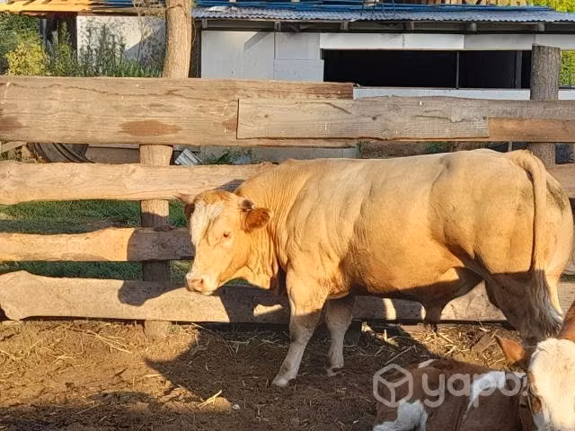 toro doble pulpa.