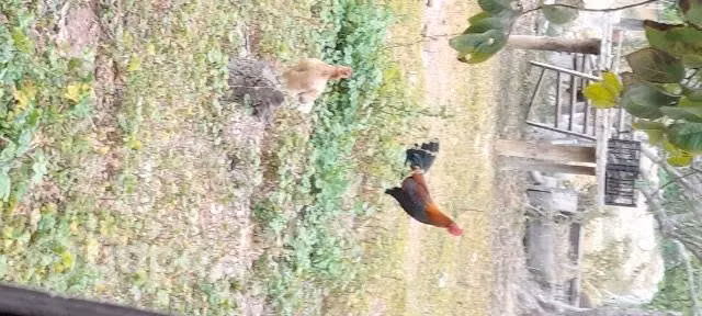 Gallinas - Imagen 2