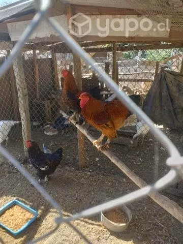 Gallos y pavos