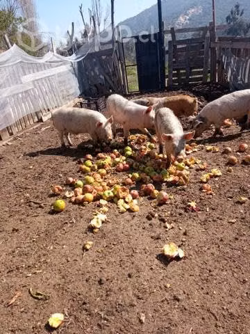 Chanchos en buen peso