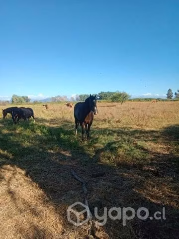 Potranca