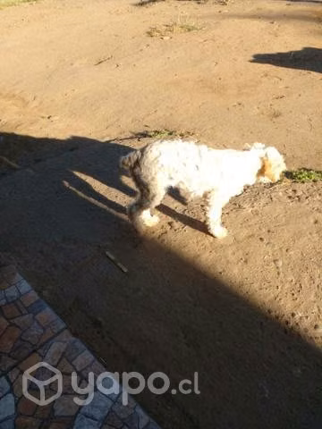Perritos en adopción