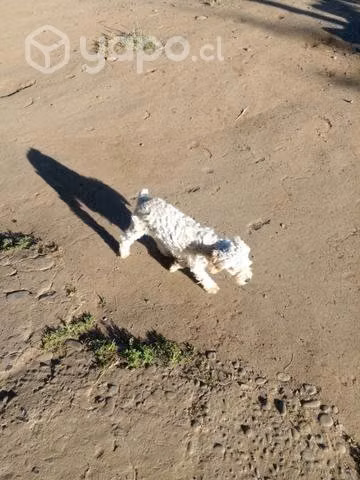 Perritos en adopción