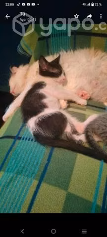 Se regalan gatitos - Imagen 3