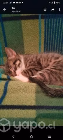 Se regalan gatitos - Imagen 2
