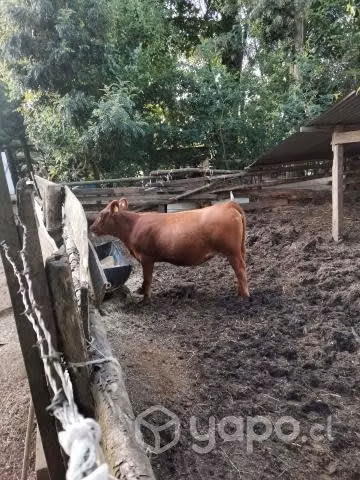 Lindas terneras