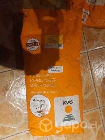Semilla de maiz kampari
