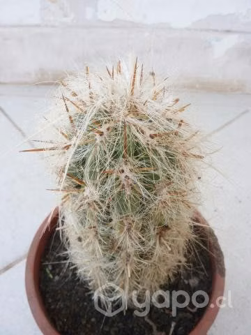 Cactus Oreocereus Celcianus 20 cm