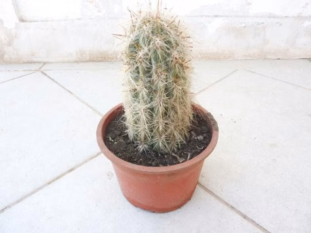 Cactus Oreocereus Celcianus 20 cm