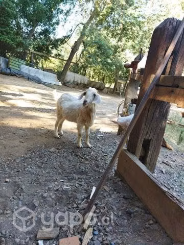 Familia de chivos