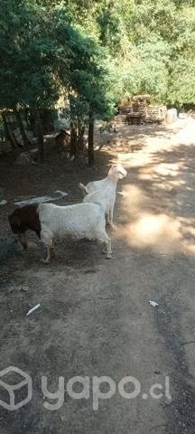 Familia de chivos