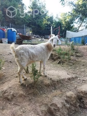 Familia de chivos