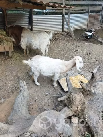 Familia de chivos