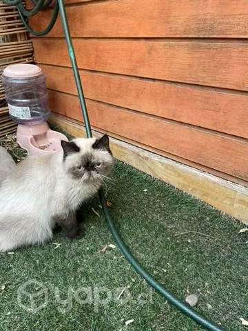 Gata exótica de 1 año, busca familia responsable
