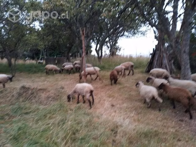 ovejas y corderos