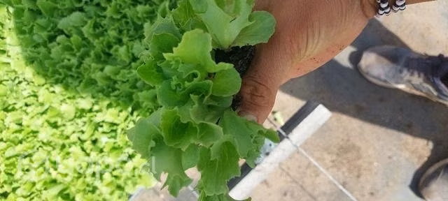 Lechuga Escarola