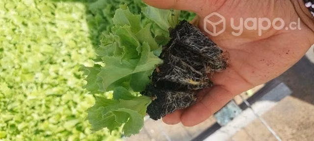 Lechuga Escarola - Imagen 2