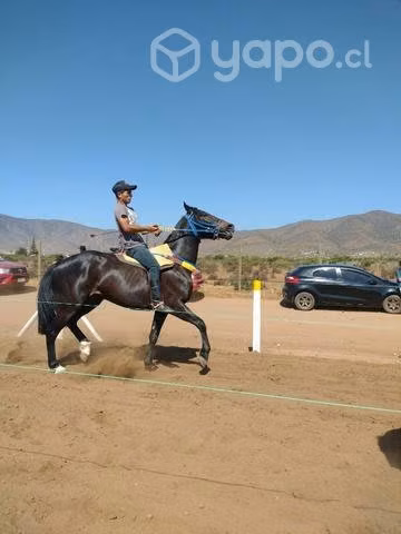 Caballo de 4 años o permuto por moto enduro