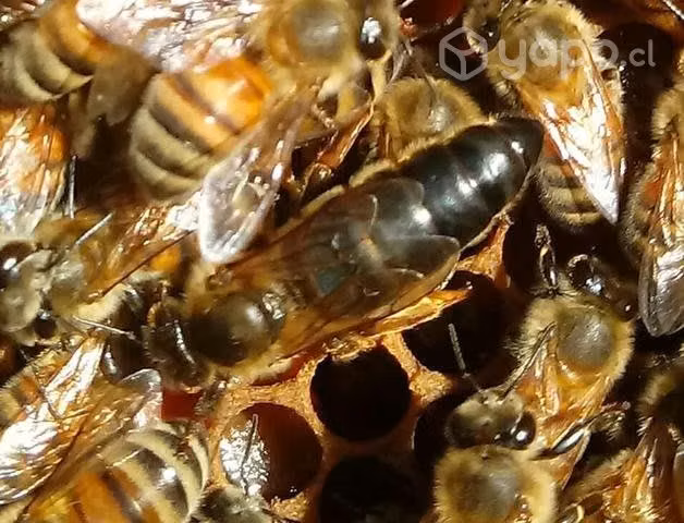 Abejas Reinas