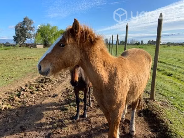 Caballos