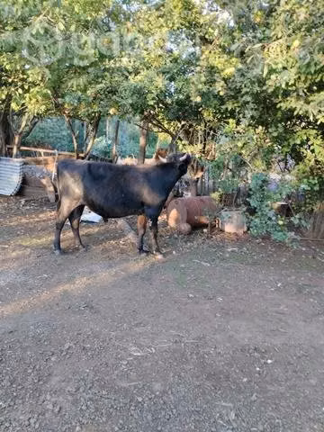 Torito Jersey - Imagen 3