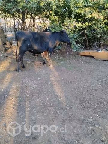 Torito Jersey - Imagen 2