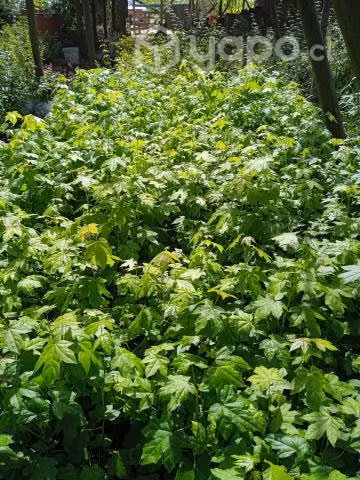 Jardineria