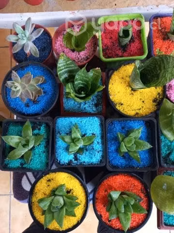 Suculentas