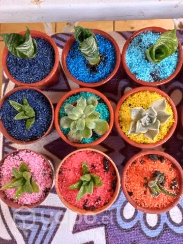 Suculentas