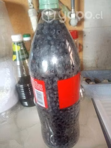 Calafates frescos tengo 3 kilos a 8000 pesos el ki