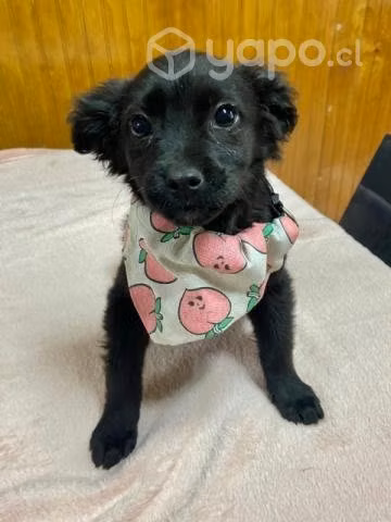 Cachorritas en adopción - Imagen 2