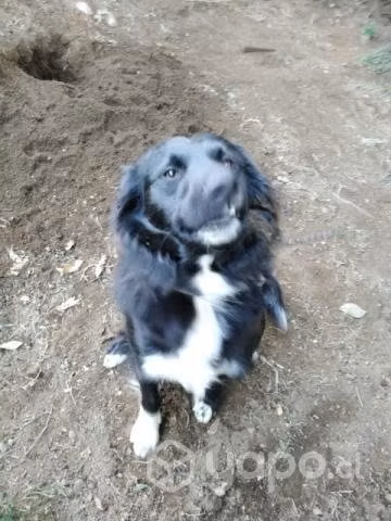 Se regala perrito - Imagen 2