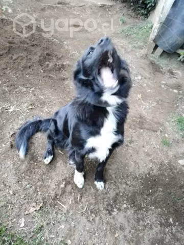 Se regala perrito - Imagen 3