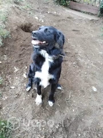 Se regala perrito