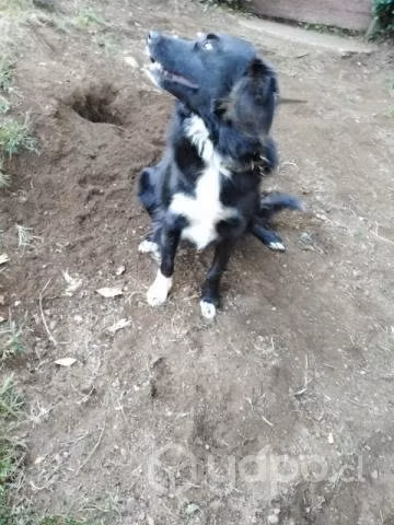 Se regala perrito - Imagen 4