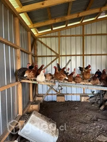 Gallinas ponedoras