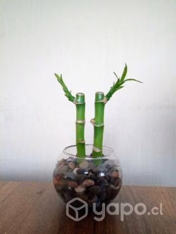 Plantas de Lucky Bamboo Feng Shui