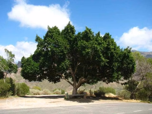 Laurel de comer - Imagen 3