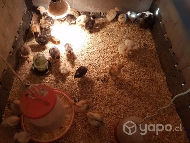 Pollitos y gallinetas chicas - Imagen 4