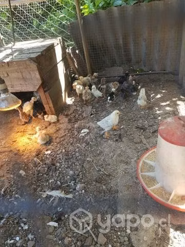 Pollitos y gallinetas chicas