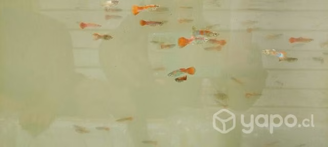 Peces comunitarios