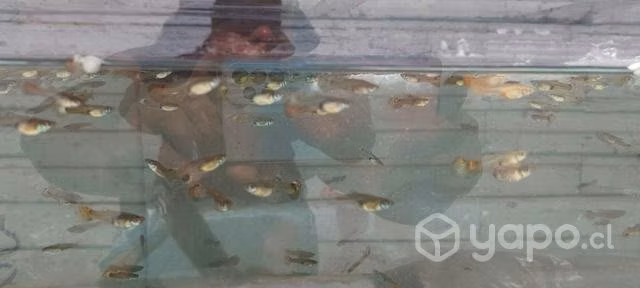 Peces comunitarios