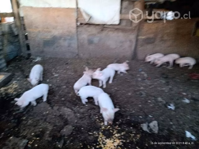 Lechones de tres meses