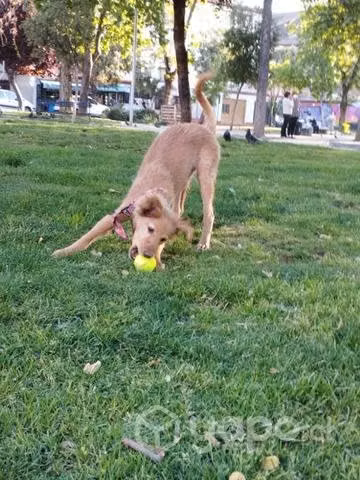 Se da en adopción a perrita