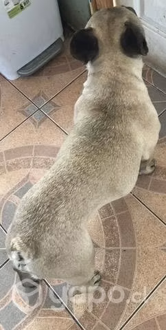 Bulldog Francés busca novia