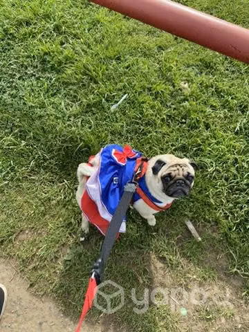 Busco Novio pug - Imagen 3